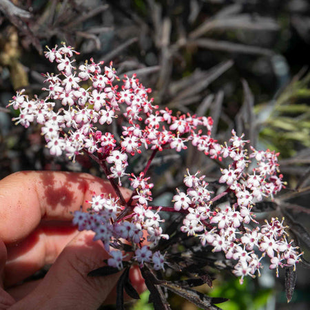 Sambucus Plant 'Black Lace'
