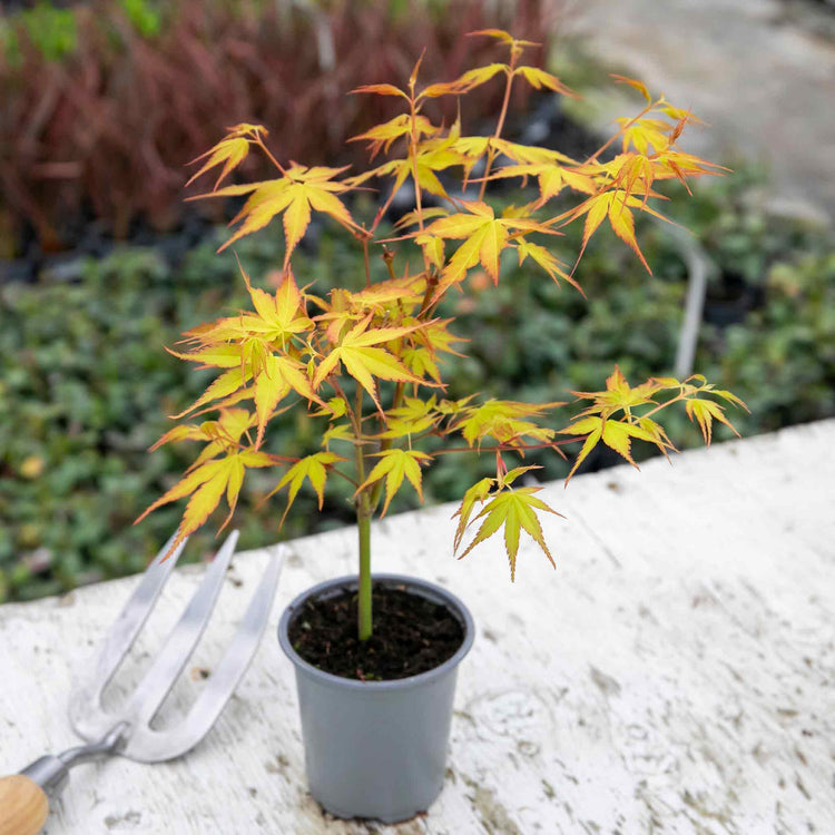 Acer Palmatum Plant 'Katsura'