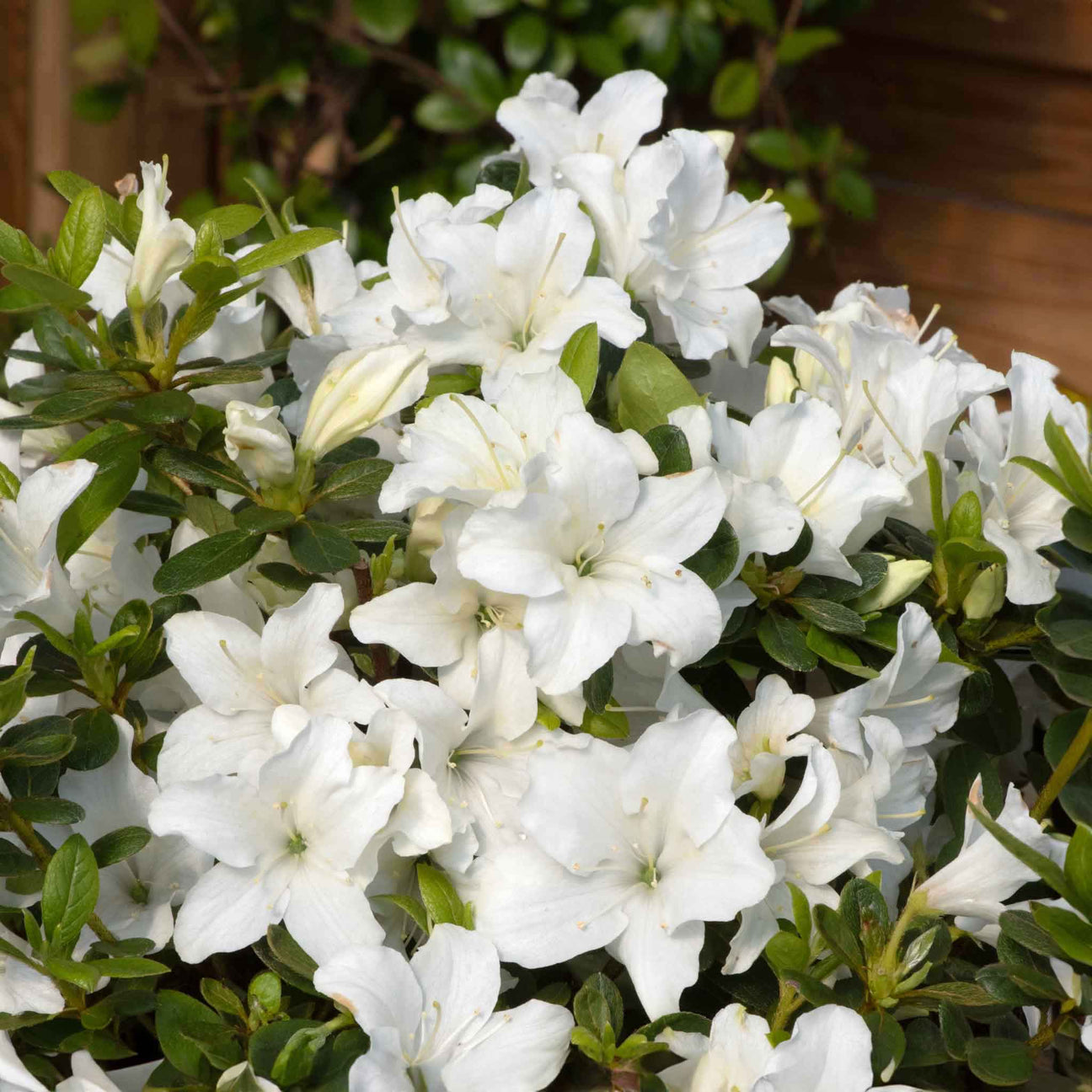 Azalea Encore Pure White - 9cm Pot | Buy Azalea Plants Online | Azalea ...