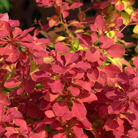 Berberis Plant 'Orange Ice'