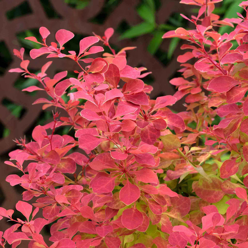 Berberis Plant 'Orange Ice'