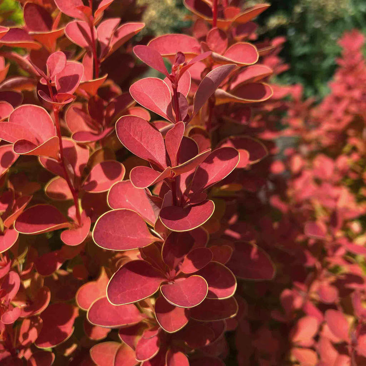 Berberis Plant 'Orange Ice'