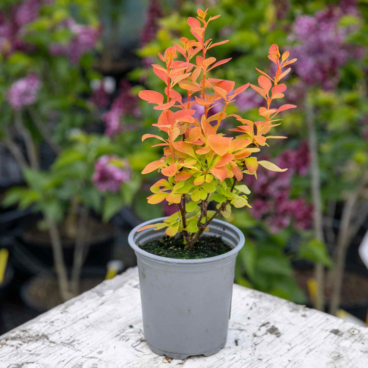 Berberis Plant 'Orange Ice'