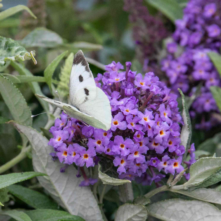 Buddleja Plant 'Butterfly Candy Little Sweetheart'