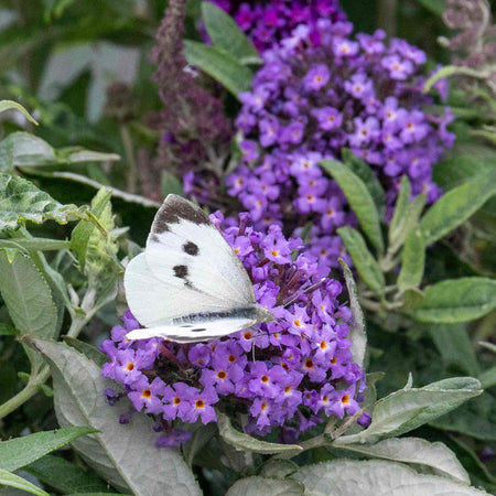 Buddleja Plant 'Butterfly Candy Little Sweetheart'