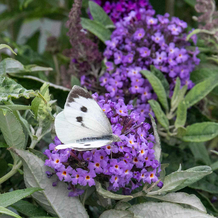 Buddleja Plant 'Butterfly Candy Little Sweetheart'