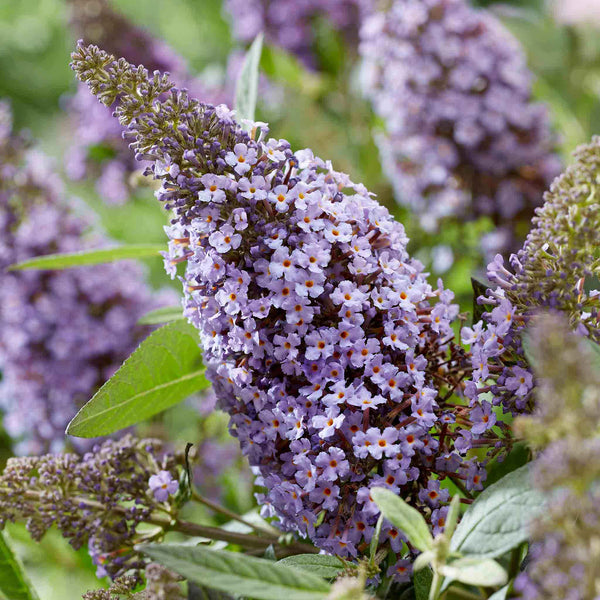 Buddleja Plant 'Butterfly Candy Little Sweetheart'