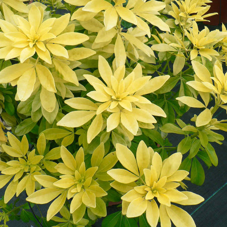 Choisya 'Sundance'