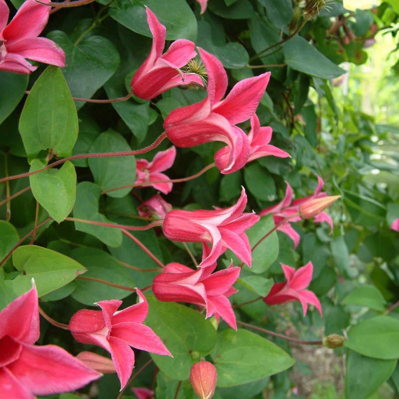 Clematis Plant 'Texensis Princess Diana'