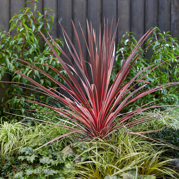 Cordyline Plant 'Charlie Boy'