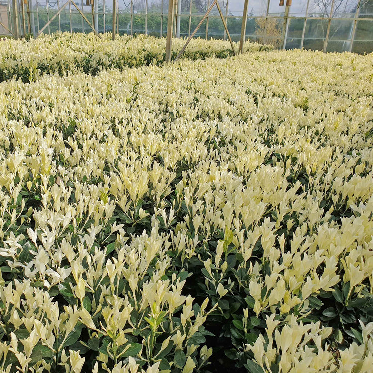 Euonymus Plant 'Himalaya'