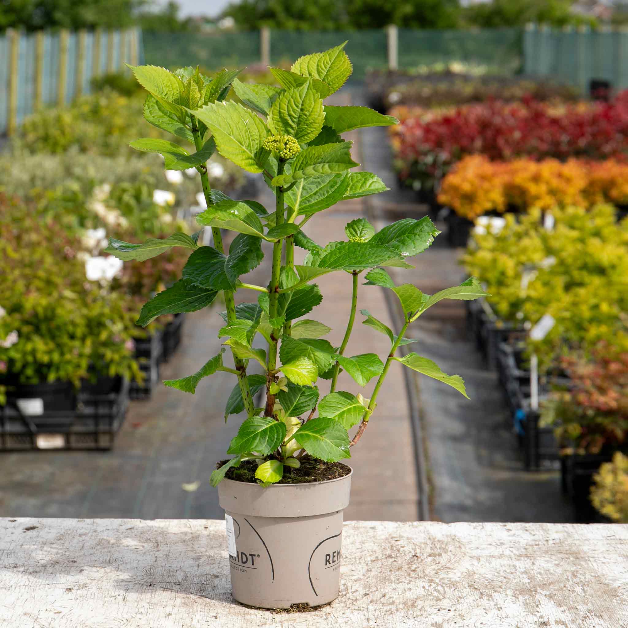 Hydrangea Plant Rembrandt 'Dolce Chic' | Marshalls Garden