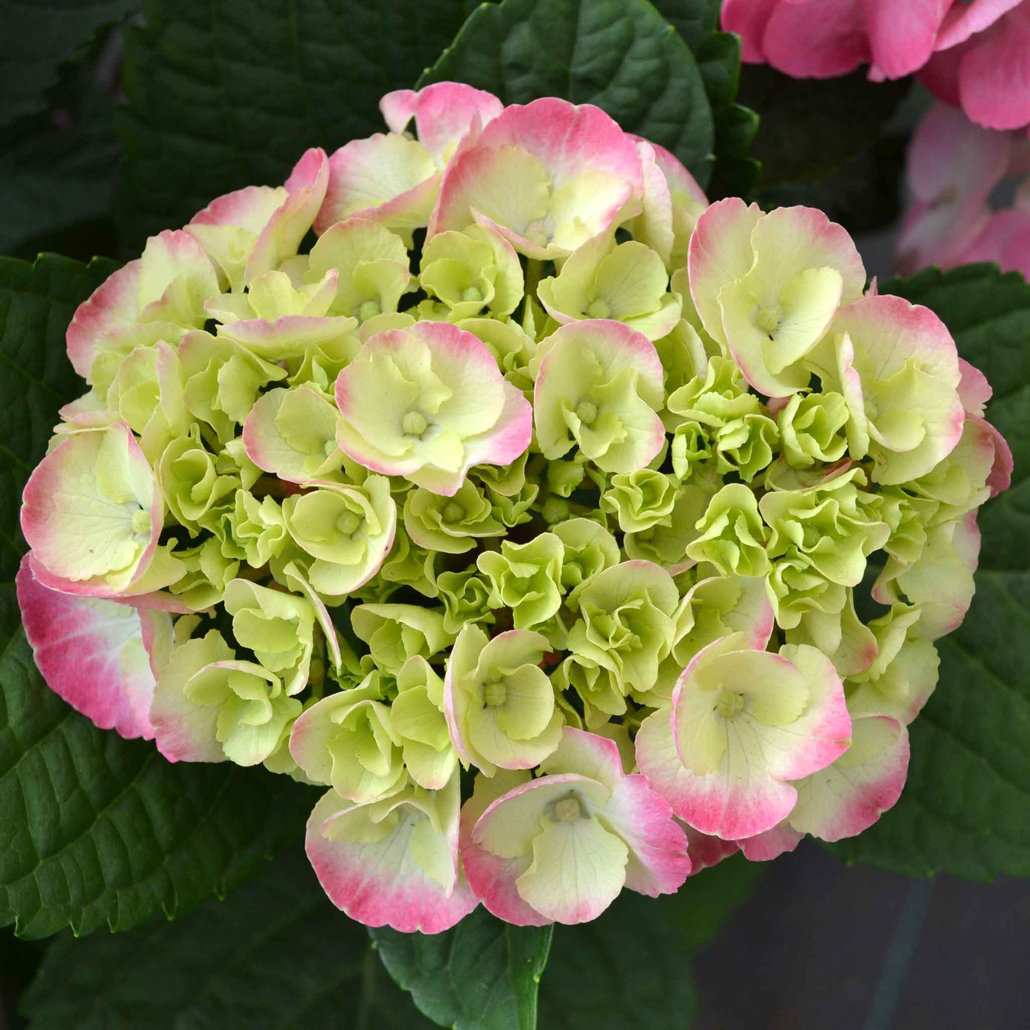 Hydrangea Plant Rembrandt 'Dolce Chic' | Marshalls Garden