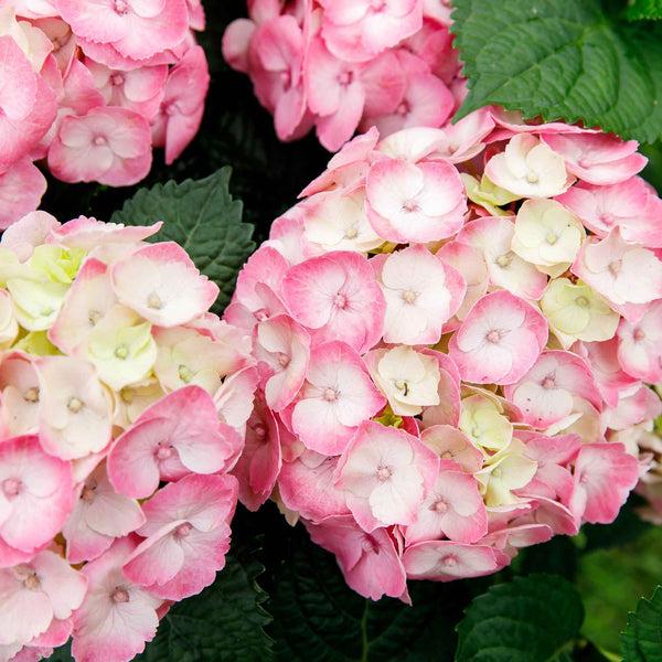 Hydrangea Plant Rembrandt 'Dolce Chic'