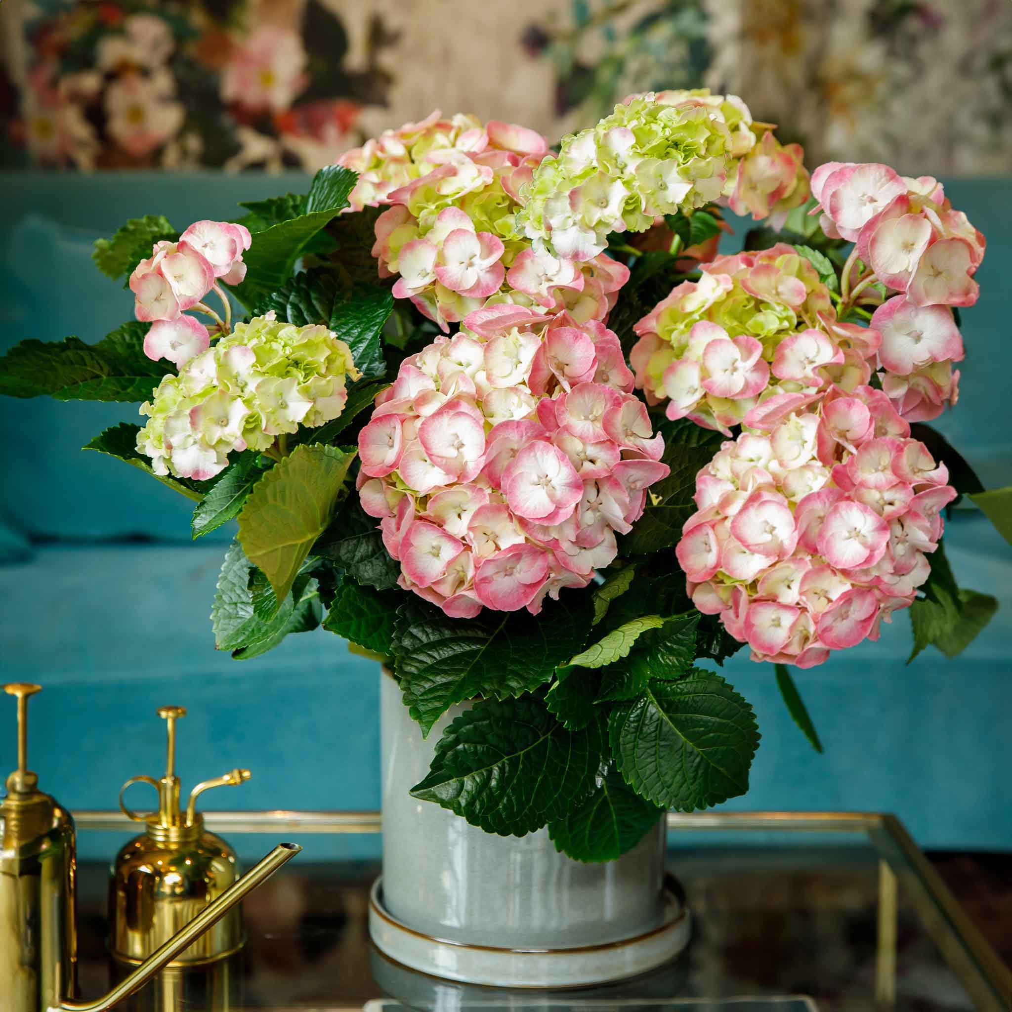 Hydrangea Plant Rembrandt 'Dolce Chic' | Marshalls Garden