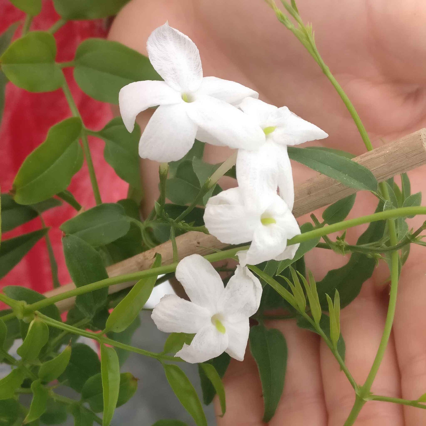 Jasminum 'Starry Starry Summer Night' 9cm Pot Buy Jasminum Plants