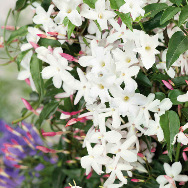 Jasmine Plant 'Starry Starry Summer Night'