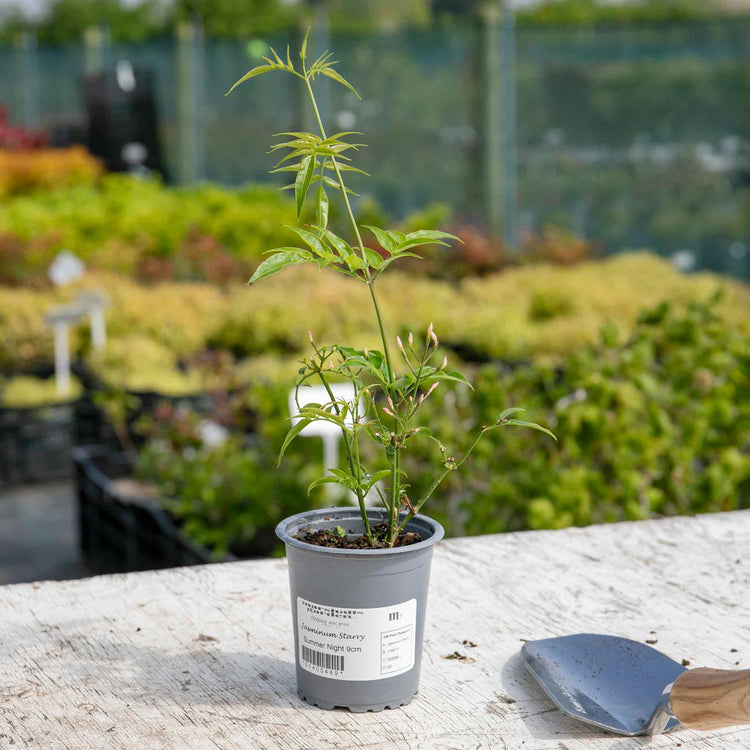 starry night plant pot Jasmine Plant 'Starry Starry Summer Night'