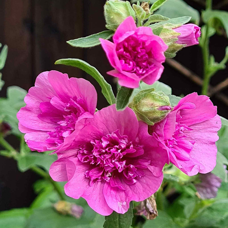 Lavatera Plant 'Princess Pink'