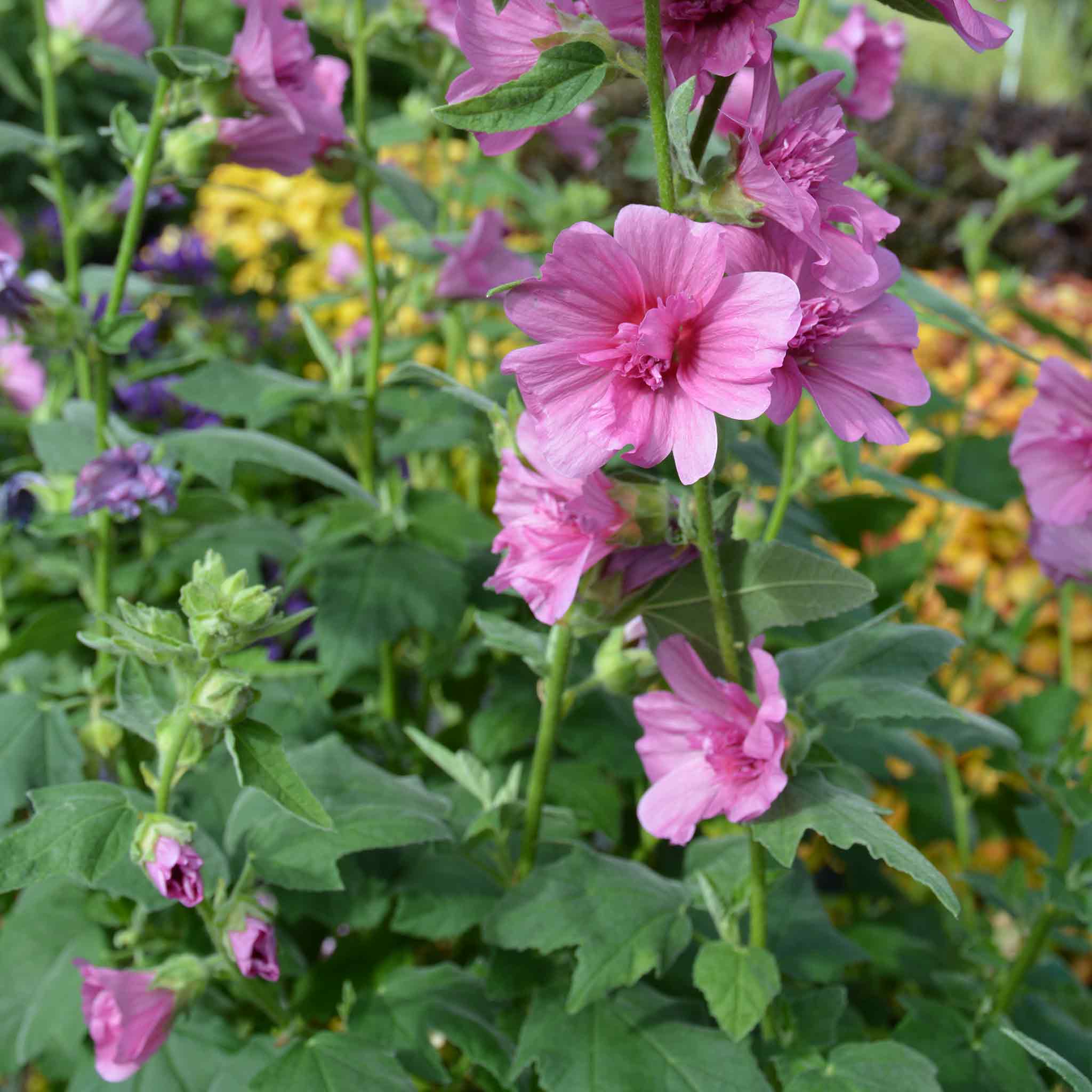 Lavatera Princess Pink - 9cm Pot | Buy Lavandula Plants Online ...