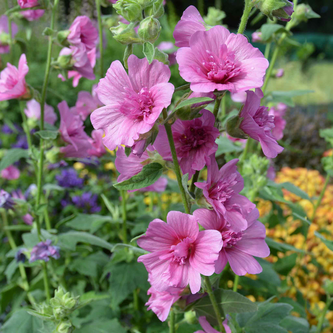 Lavatera Princess Pink - 9cm Pot | Buy Lavandula Plants Online ...