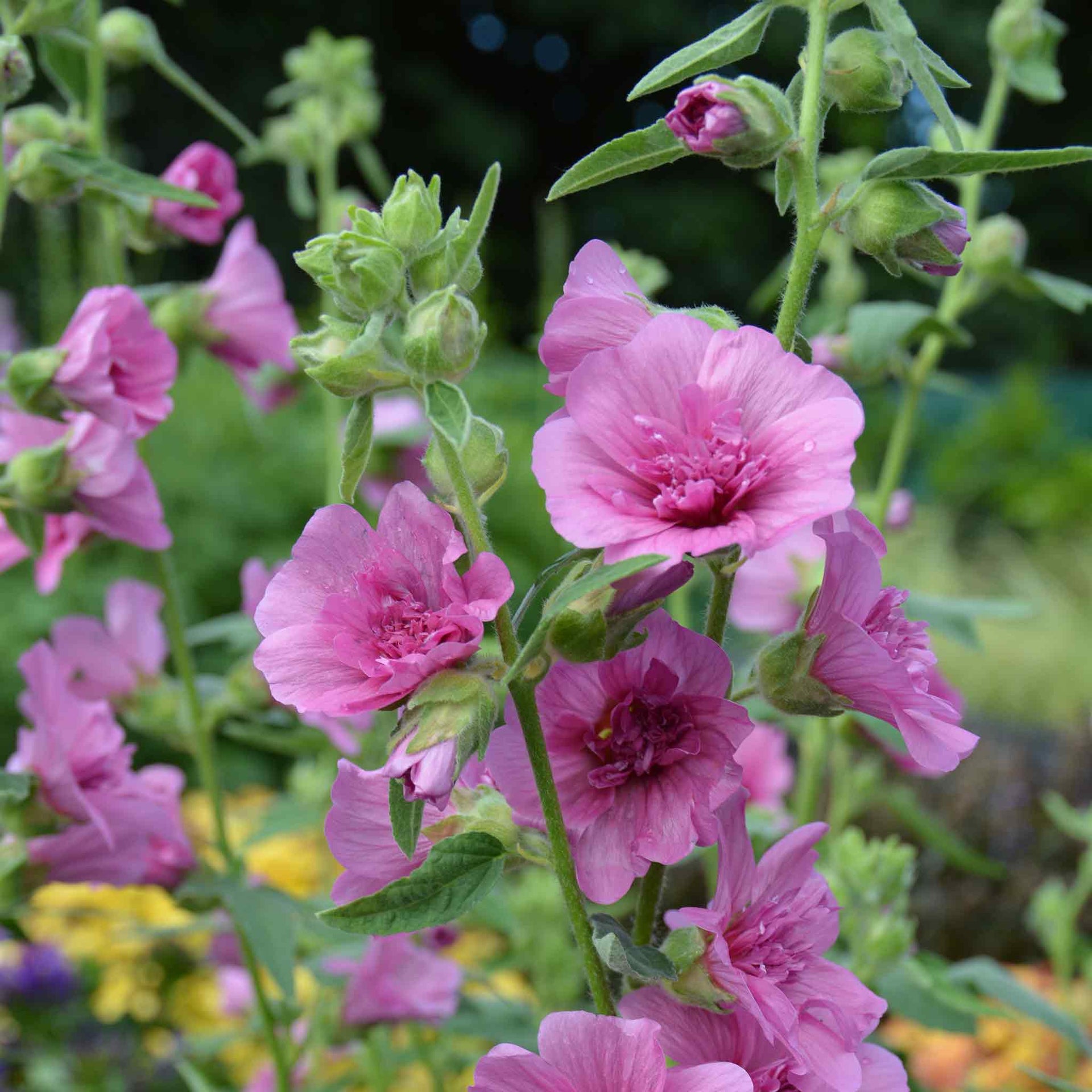 Lavatera Princess Pink - 9cm Pot | Buy Lavandula Plants Online ...