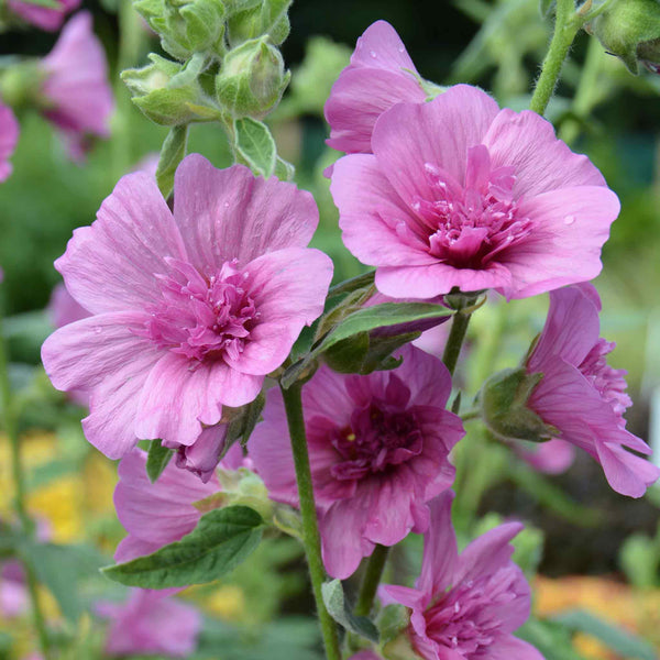 Lavatera Plant 'Princess Pink'