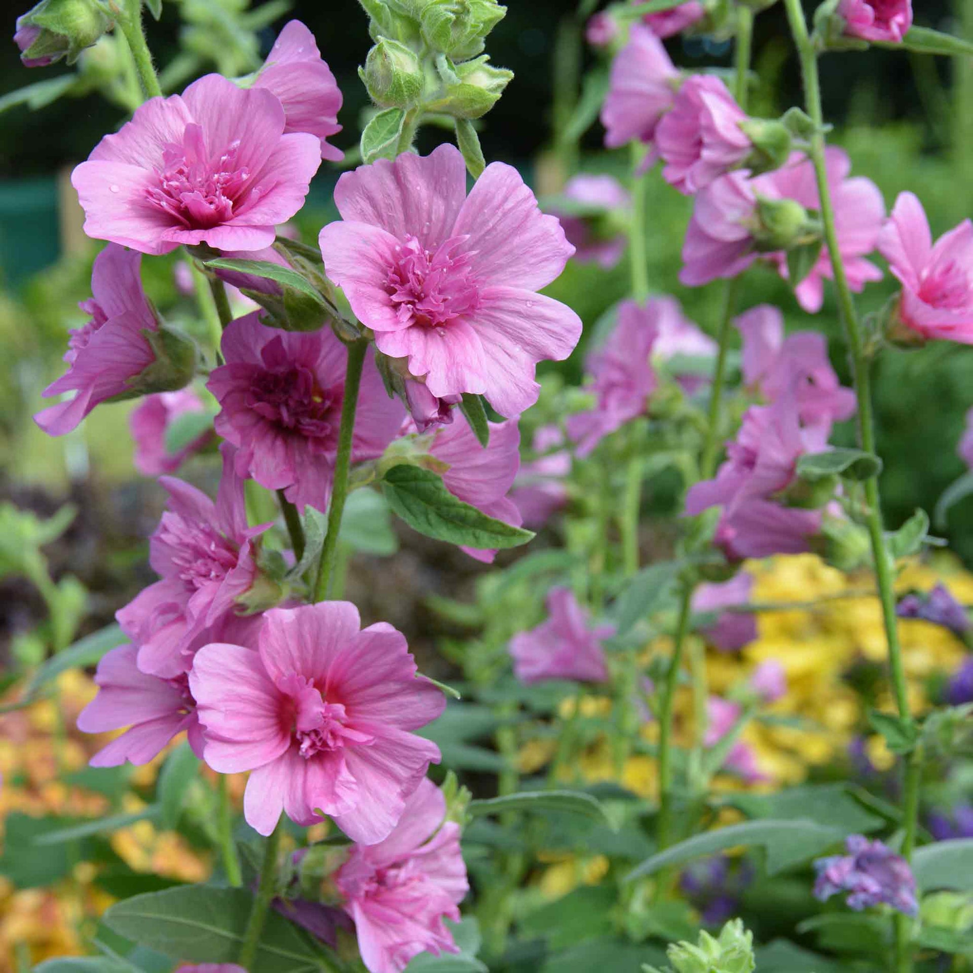 Lavatera Princess Pink - 9cm Pot | Buy Lavandula Plants Online ...