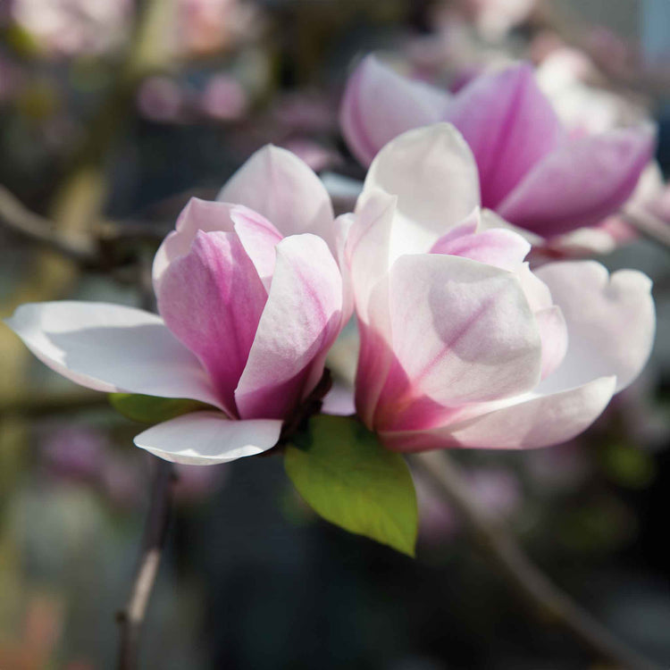 Magnolia Plant 'Heaven Scent'