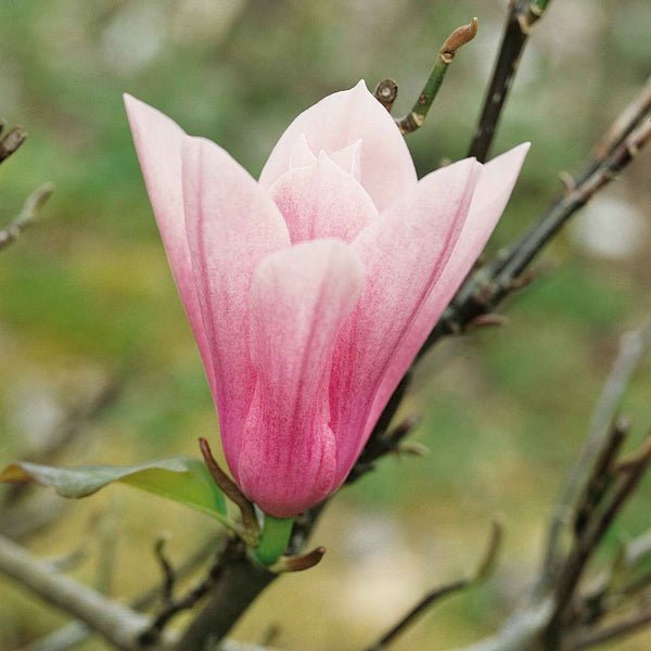 Magnolia Plant 'Heaven Scent'