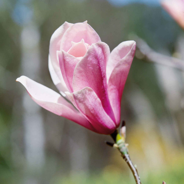 Magnolia Plant 'Heaven Scent'