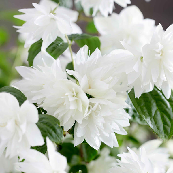 Philadelphus Plant 'Pearls of Perfume'