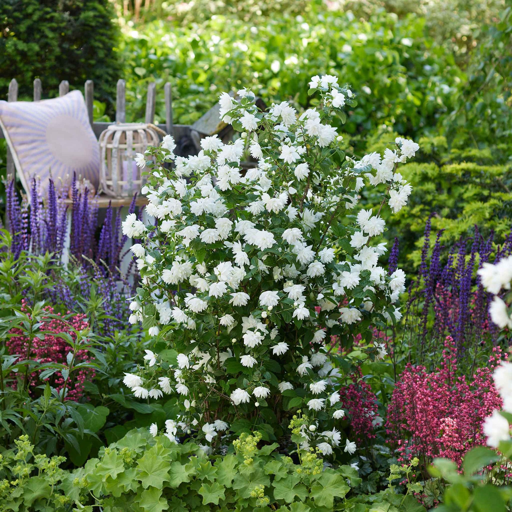 Philadelphus 'Pearls Of Perfume' - 3L Plant | Buy Philadelphus Plants ...