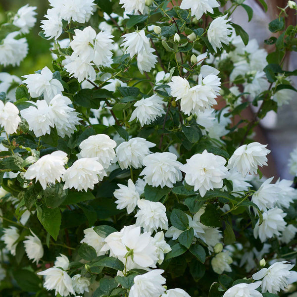 Philadelphus 'Pearls of Perfume'