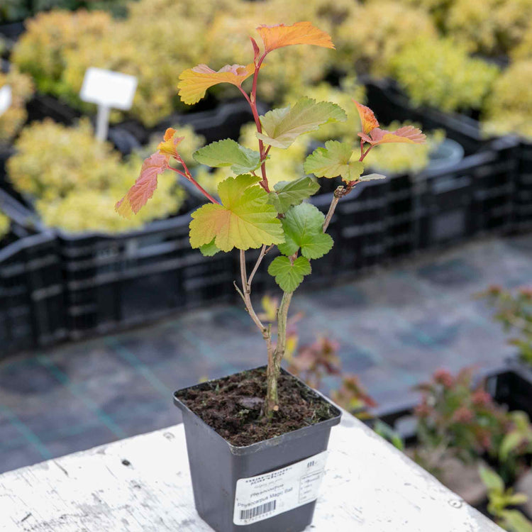 Physocarpus Plant 'Magic Ball'