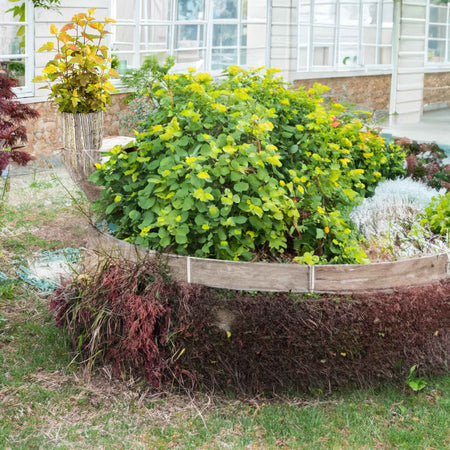 Physocarpus Plant 'Magic Ball'