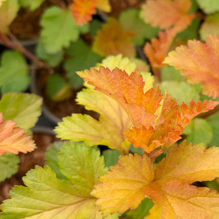 Physocarpus Plant 'Magic Ball'