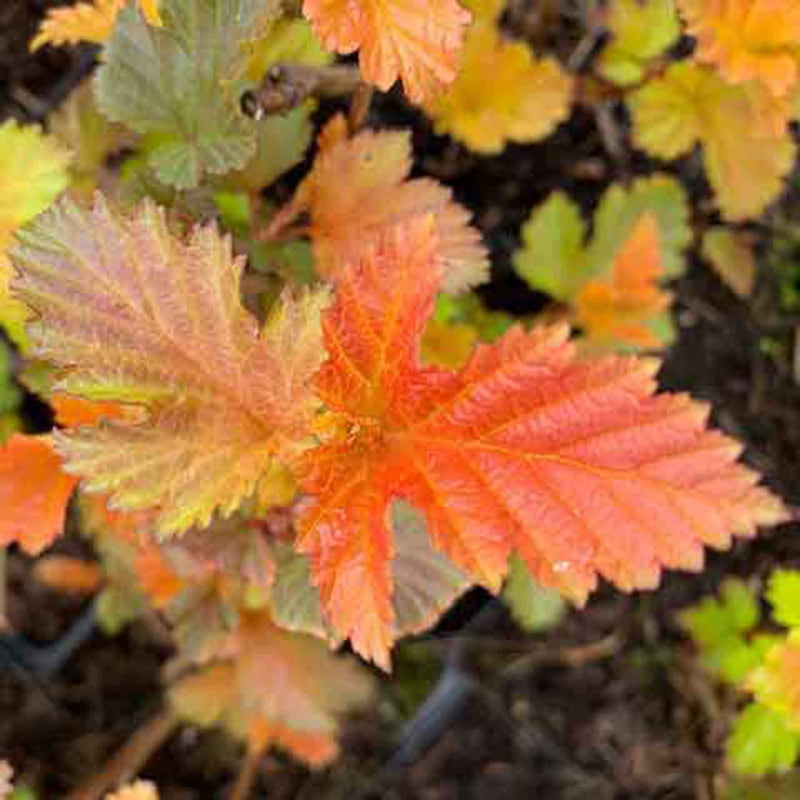 Physocarpus Plant 'Magic Ball'