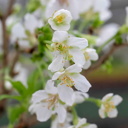 Flowering Cherry Tree 'Kojo No Mai'