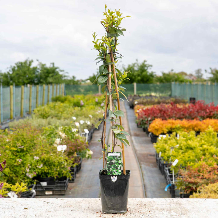 Star Jasmine Plant