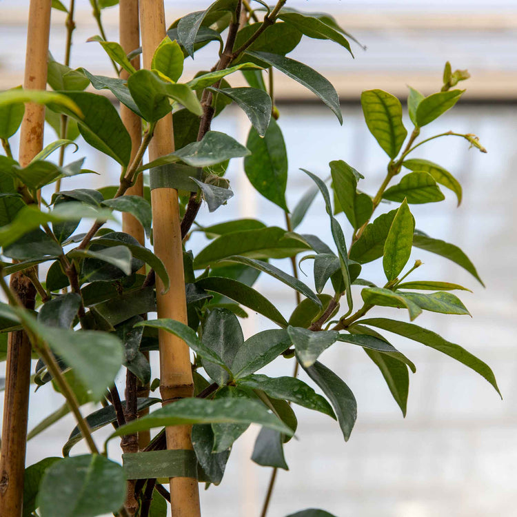 Star Jasmine Plant