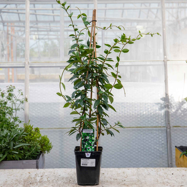 Star Jasmine Plant