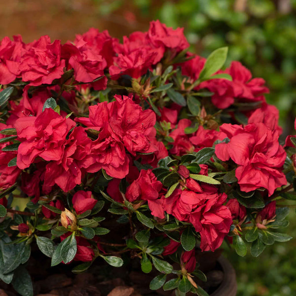 Azalea Plant 'Encore Autumn Fire'