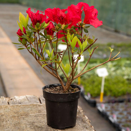 Azalea 'Encore Autumn Fire'