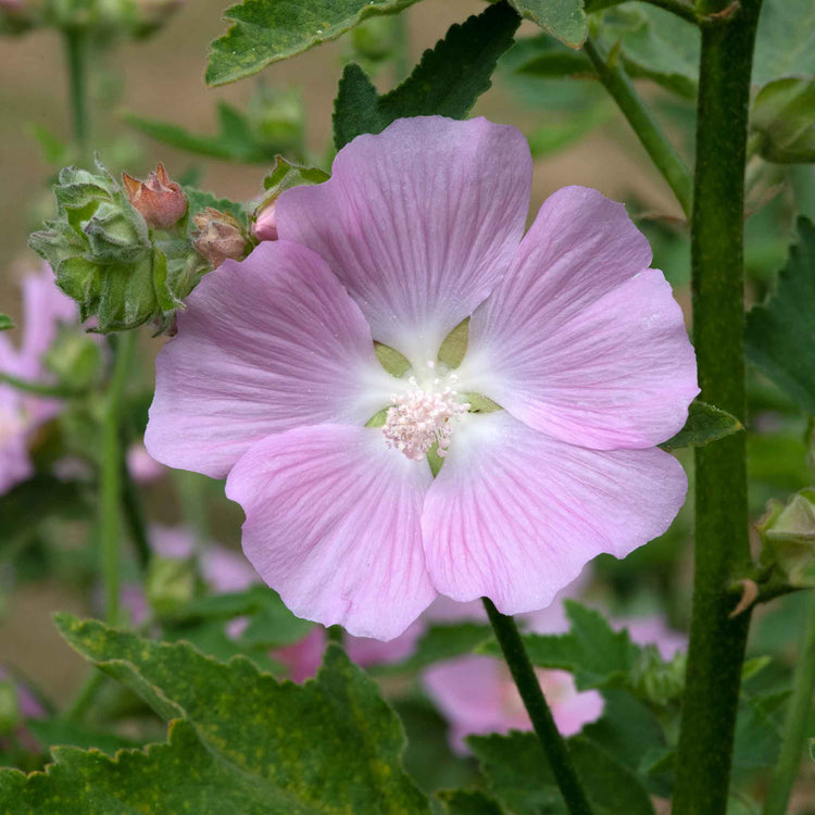 Lavatera Plant 'Marshmallow Strawberry Cream'