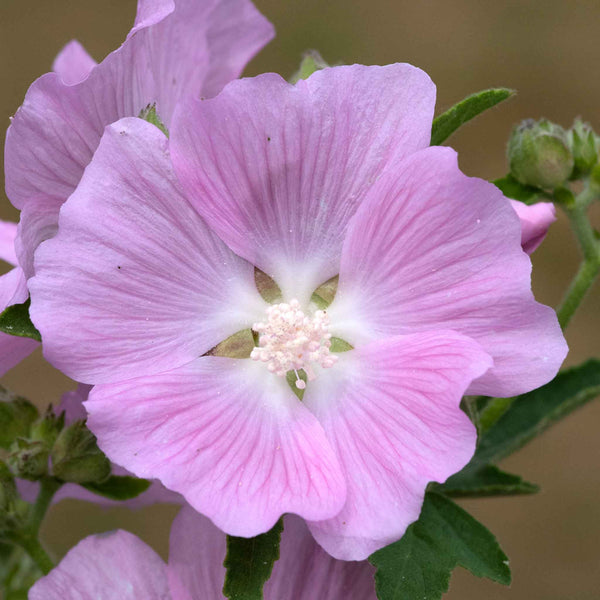 Lavatera Plant 'Marshmallow Strawberry Cream'