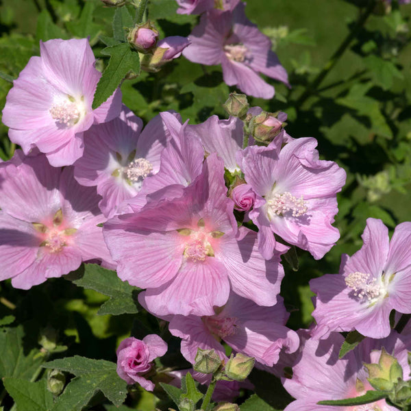 Lavatera 'Marshmallow Strawberry Cream'