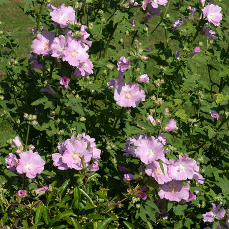 Lavatera Plant 'Marshmallow Strawberry Cream'