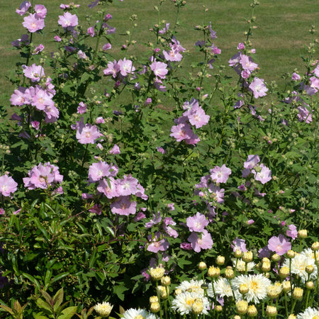 Lavatera Plant 'Marshmallow Strawberry Cream'