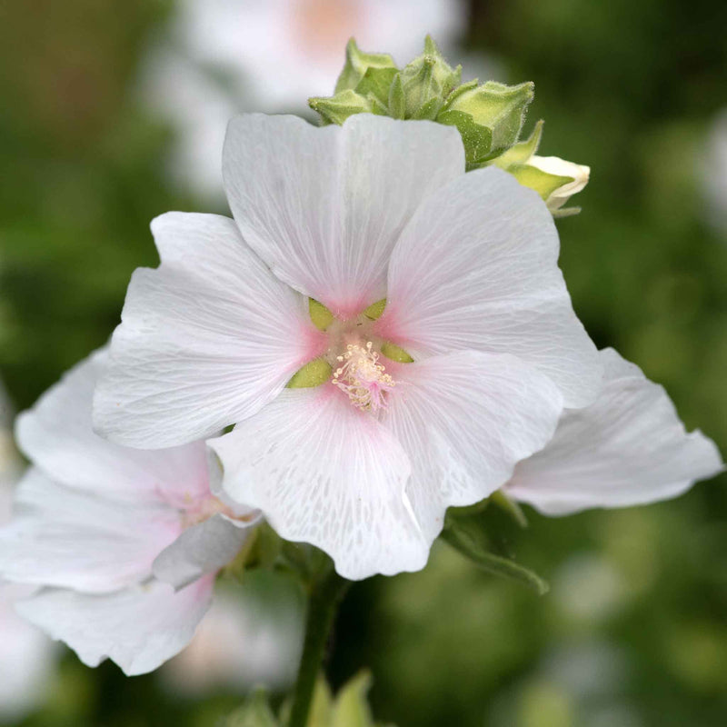 Lavatera Plant 'Marshmellow White Ice'